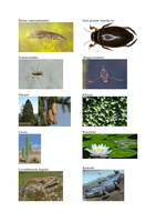 Cito soortenlijst met afbeelding
