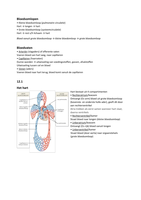 Hoofdstuk 12, Anatomie en Fysiologie (Martini)