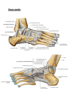 Jaar 1, periode 1: Anatomie van de ligamenten (Sobotta)