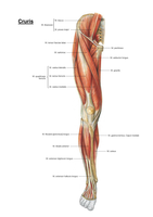 Jaar 1, periode 1: Anatomie spieren, ligamenten en botten (Sobotta)
