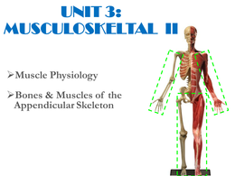Powerpoint/ answer key for apendicular skeleton