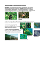 Samenvatting H11 - Fotosynthetische processen