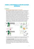 Tema 4. Proteínas G y via de las MAP quinasas (Yasmina)