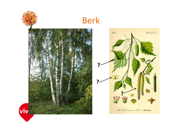 steekkaarten van bomen gebruikt in de les bio