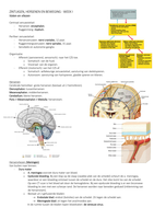 Hoorcolleges Zintuigen, Hersenen en Beweging I