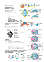 Oculaire Anatomie Embryologie