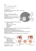 Oculaire Anatomie Uvea