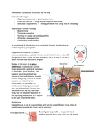 Oculaire Anatomie de adnexen van het oog