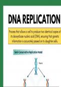 DNA Replication