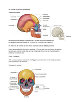 Oculaire anatomie De schedel en de sinus paranasales