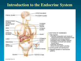 brief review of endocrine system