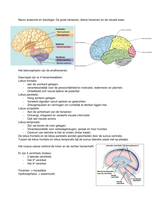 neuro anatomie en fisiologie: De grote hersenen, kleine hersenen en de gezichtsbaan