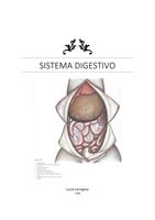 Anatomía: Sistema digestivo