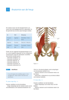 spieren anatomie onderste ledematen