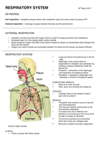 Respiratory system 1st year study notes 