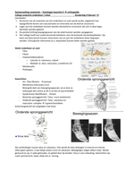 Samenvatting anatomie en fysiologie, saxion Enschede fysiotherapie leerjaar 2, kwartiel 3, orthopedie