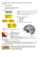 Samenvatting Zintuigen, Hersenen en Beweging I