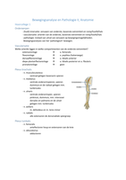 Samenvatting Bewegingsanalyse en Pathologie II, Anatomie