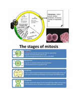 Mitosis study guide