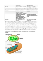 Verschil chloroplast - mitochondrion