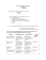 Mealworm Behavior Worksheet