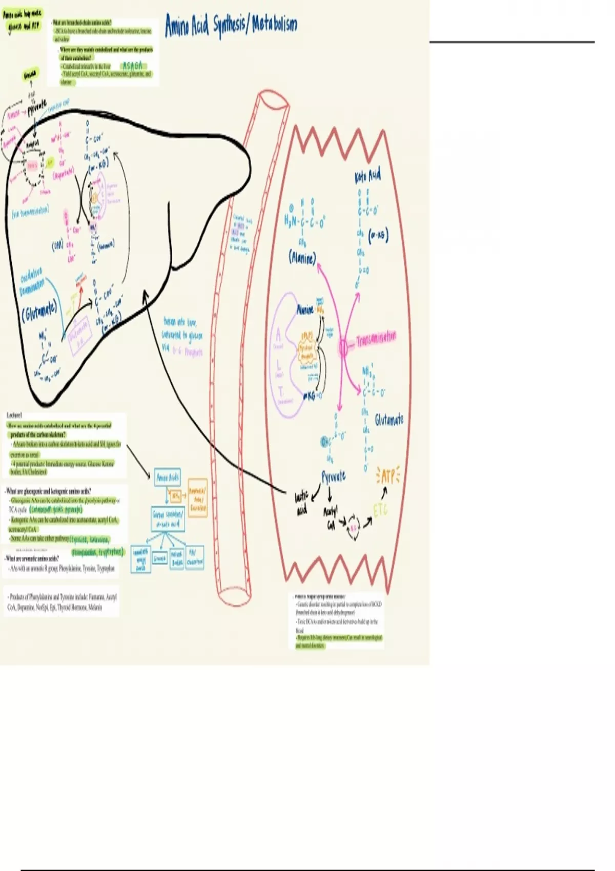 Illustration of Amino Acid Synthesis and Metabolism - NHM 562 (NHM562 ...