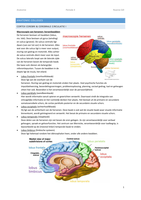 Anatomie periode 4: cortex cerebri en cerebrale circulatie