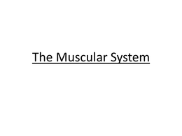 3-The Muscular System
