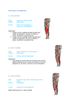 Spieren met origo's, inserties en functies (+oefeningen voor deze spieren)