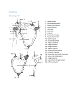 Anatomie P&O1 t&sol;m 5
