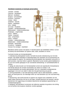 Hoofdstuk 6 anatomie en fysiologie samenvatting