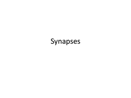synapses 
