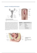 Anatomie vrouwelijk geslachtsorgaan + lieskanaal