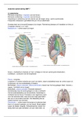 QMP 7 samenvatting anatomie: thorax, ademhaling, circulatie centrale zenuwstelsel.