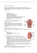 Anatomie & Fysiologie van de Nieren 