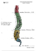 Osteologie atlas romp en extremiteiten. Anatomie: Bewegingsapparaat. Practicum