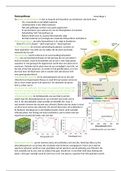 HCO1, fotosynthese, C4 planten & CAM planten
