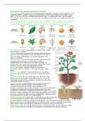 H35, plantenstructuur en -groei