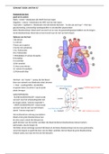 Anatomie en fysiologie cardiovasculairstelsel