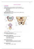 anatomie zwangerschap