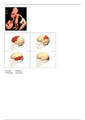 Samenvatting handboek klinische neuropscyhologie