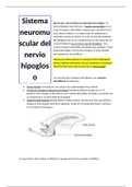 3. Sistema neuromuscular del nervio hipogloso.docx