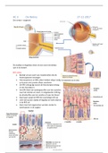 oculaire anatomie HC3 de retina