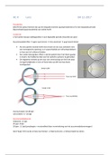 oculaire anatomie HC4 lens