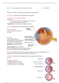 oculaire anatomie HC5 Kamerwater en corpus vitreum