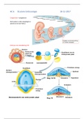 oculaire anatomie HC6 oculaire embryologie