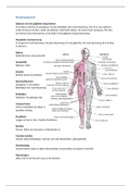 Anatomie en Fysiologie, het bewegingsapparaat