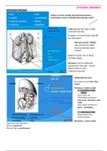 Anatomie Systema Urinaria