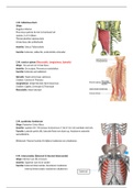 Anatomie in Vivo blok 1.3 Onderste extremiteit