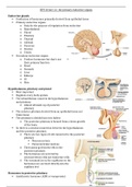 The primary endocrine organs